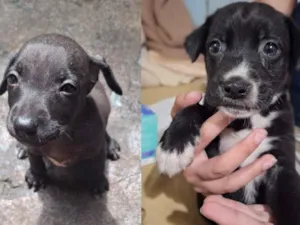 Cachorro raça SRD-ViraLata idade Abaixo de 2 meses nome NINA, PENELOPE, CAFÉ E DOCINHO