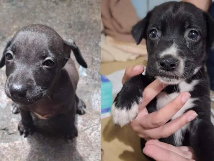 Cachorro raça SRD-ViraLata idade Abaixo de 2 meses nome NINA, PENELOPE, CAFÉ E DOCINHO