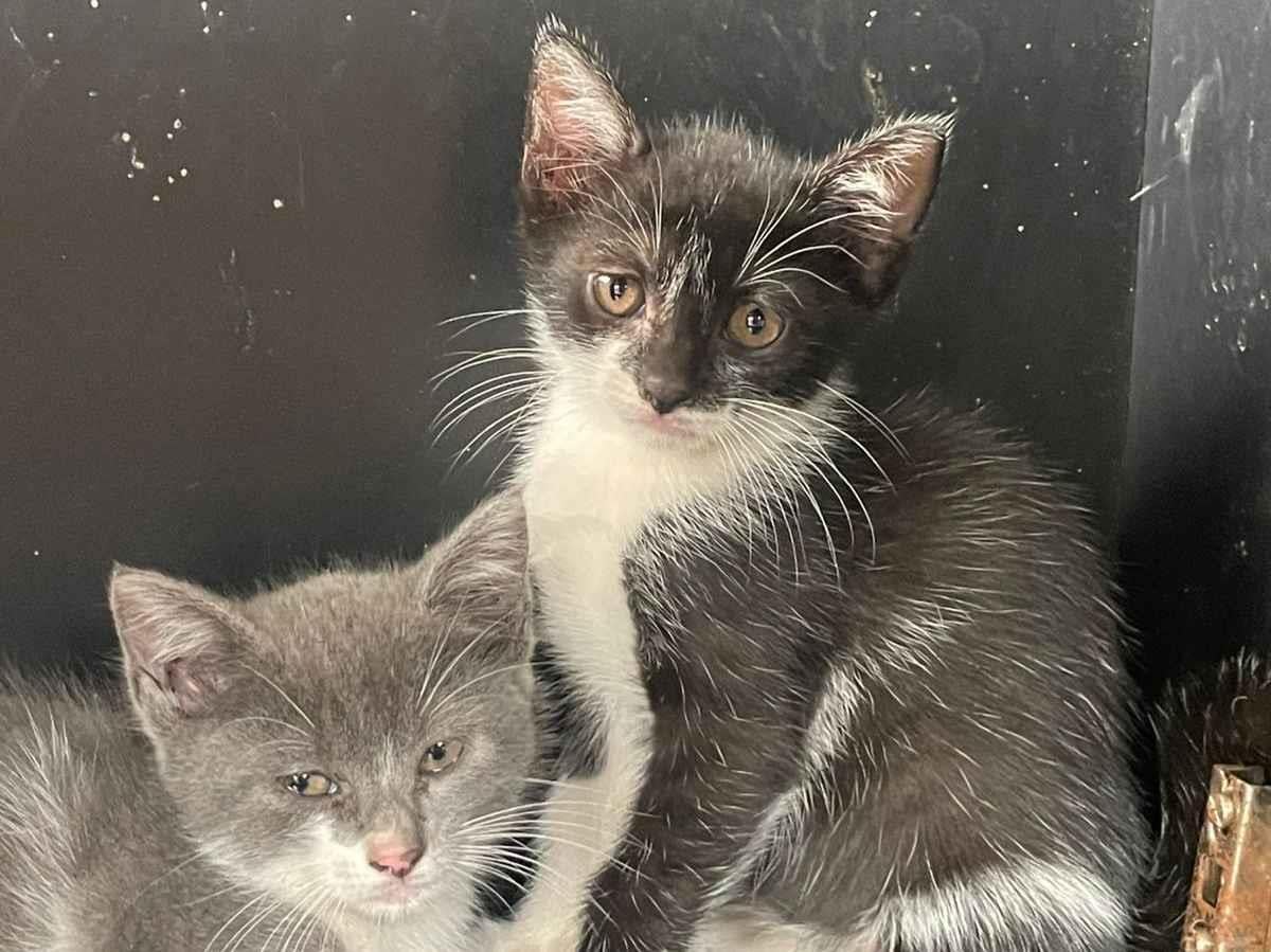 Gato raça SRD-ViraLata idade Abaixo de 2 meses nome Pirata 