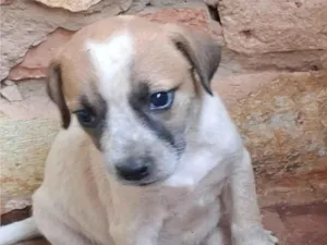 Cachorro raça SRD-ViraLata idade Abaixo de 2 meses nome Zoe