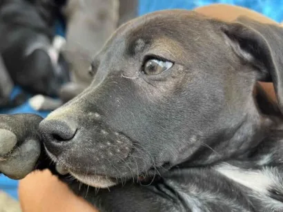 Cachorro raça SRD-ViraLata idade Abaixo de 2 meses nome 5 Cachorros