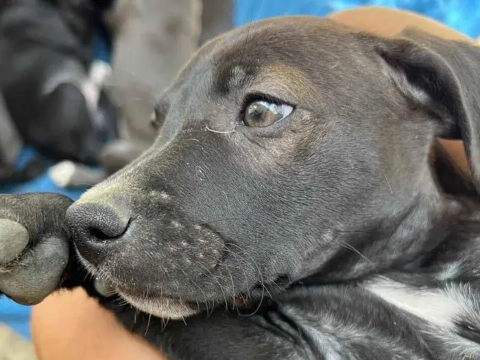 Cachorro raça SRD-ViraLata idade Abaixo de 2 meses nome 5 Cachorros