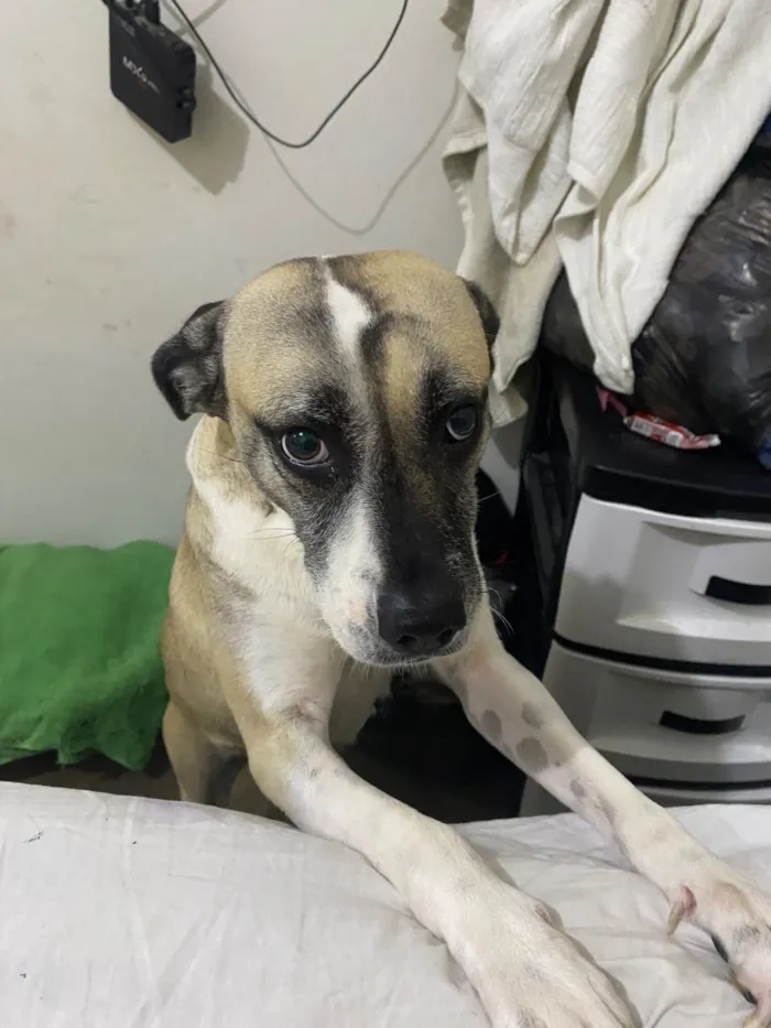 Cachorro raça Labrador idade 3 anos nome Maya