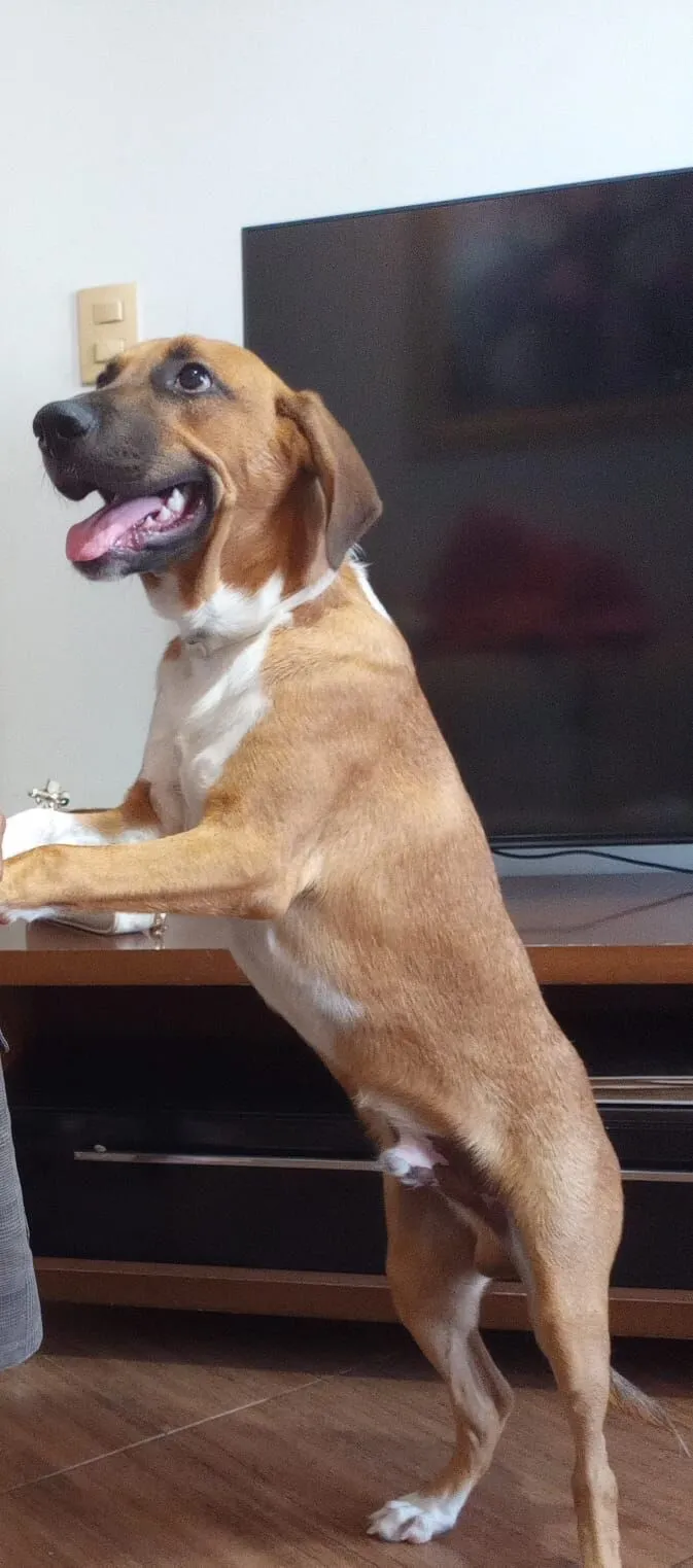 Cachorro raça SRD-ViraLata idade 2 a 6 meses nome RUF