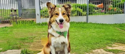 Cachorro raça Border Collie idade 2 a 6 meses nome Yoda