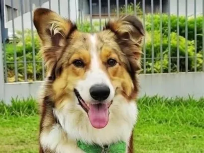 Cachorro raça Border Collie idade 2 a 6 meses nome Yoda