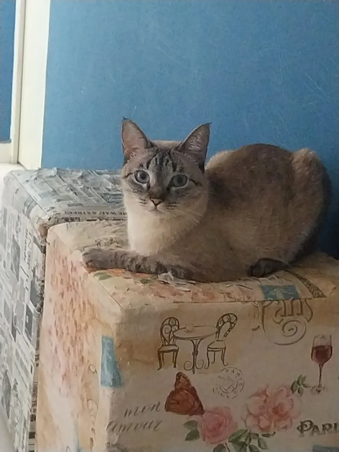 Gato raça SRD-ViraLata idade 2 anos nome Fadinha