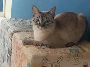Gato raça SRD-ViraLata idade 2 anos nome Fadinha