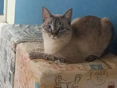 Gato raça SRD-ViraLata idade 2 anos nome Fadinha