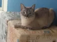 Gato raça SRD-ViraLata idade 2 anos nome Fadinha