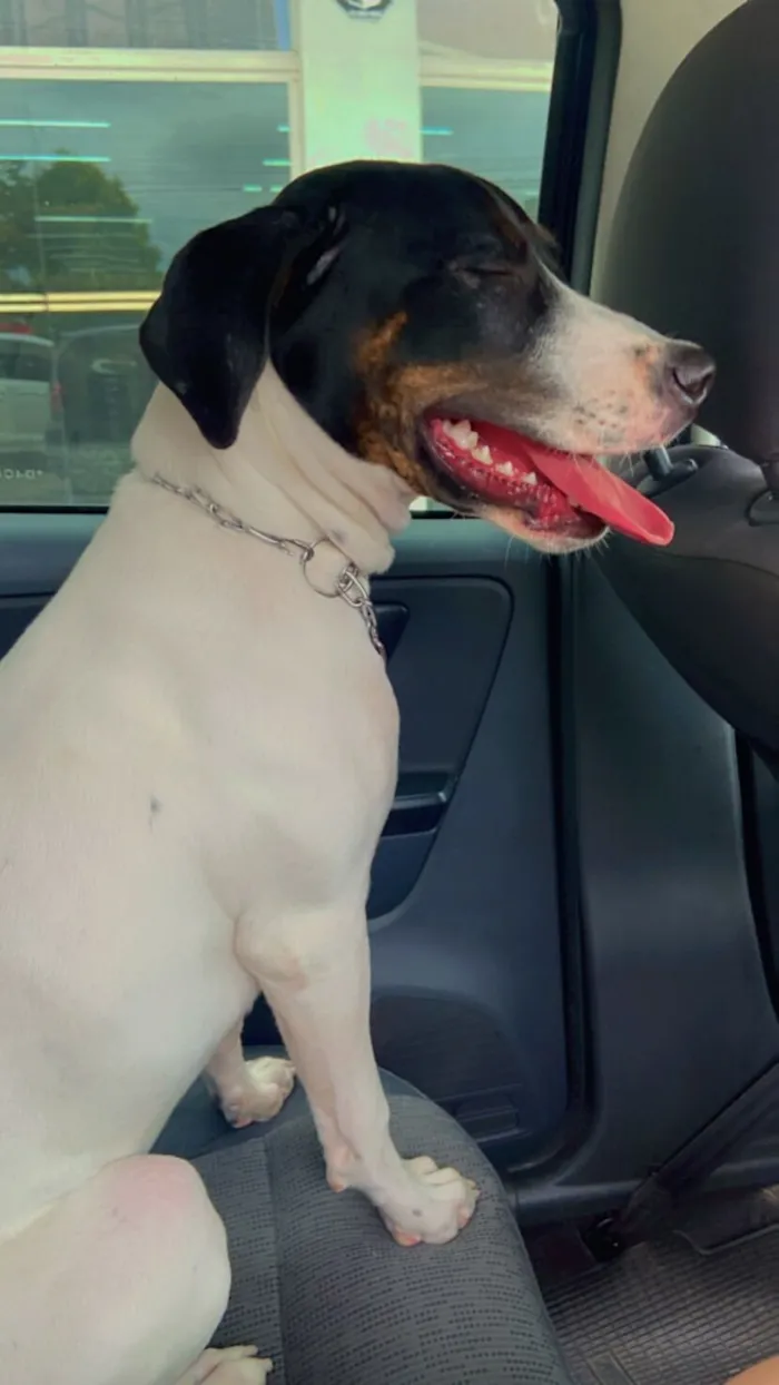 Cachorro raça SRD-ViraLata idade 7 a 11 meses nome Aurora