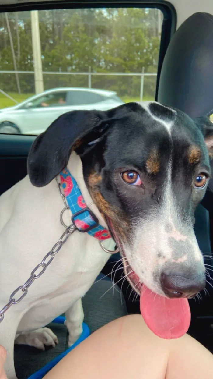 Cachorro raça SRD-ViraLata idade 7 a 11 meses nome Aurora