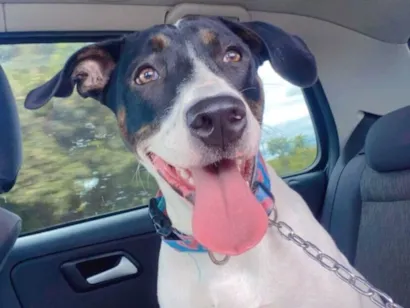 Cachorro raça SRD-ViraLata idade 7 a 11 meses nome Aurora