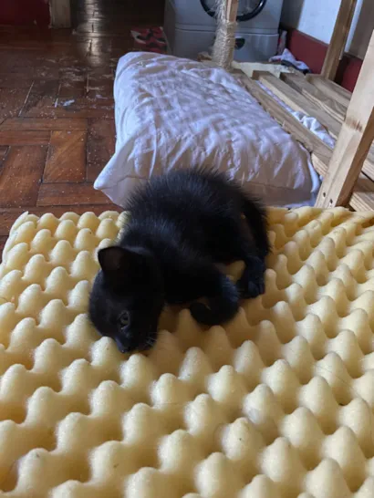 Gato raça SRD-ViraLata idade Abaixo de 2 meses nome Cascudo