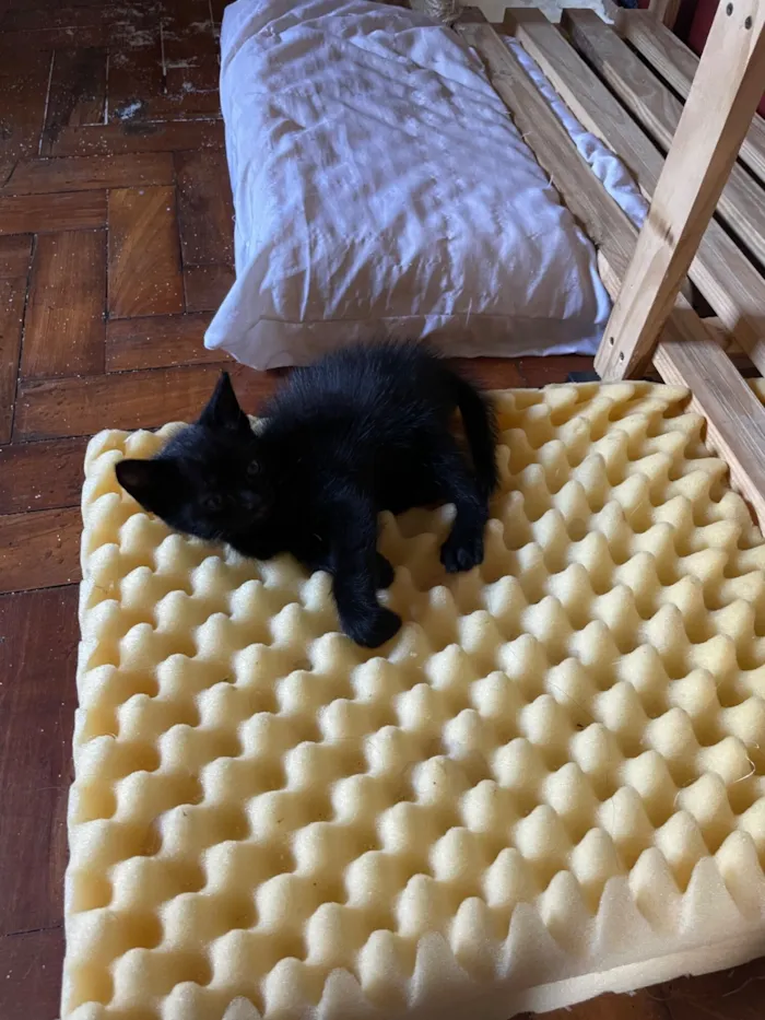 Gato raça SRD-ViraLata idade Abaixo de 2 meses nome Cascudo