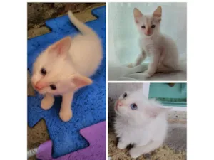 Gato raça SRD-ViraLata idade 2 a 6 meses nome Não tem nome ...