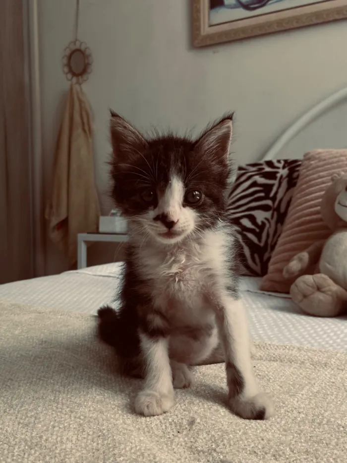 Gato raça SRD-ViraLata idade 2 a 6 meses nome Oliver