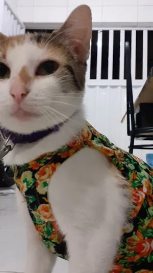 Gato raça SRD-ViraLata idade 4 anos nome Peróla