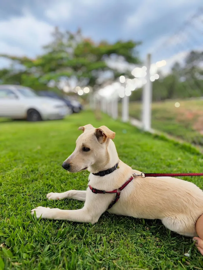 Cachorro raça Mistura de labrador  idade 7 a 11 meses nome Yone