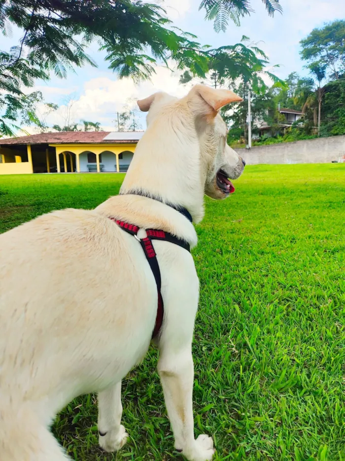 Cachorro raça Mistura de labrador  idade 7 a 11 meses nome Yone