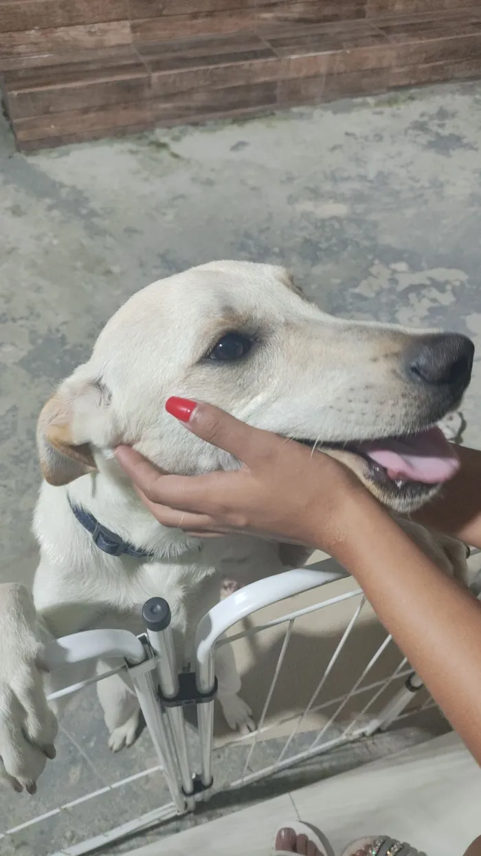Cachorro raça Mistura de labrador  idade 7 a 11 meses nome Yone