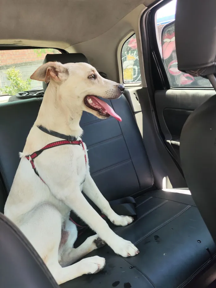 Cachorro raça Mistura de labrador  idade 7 a 11 meses nome Yone