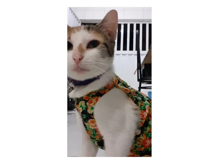 Gato raça SRD-ViraLata idade 4 anos nome Peróla