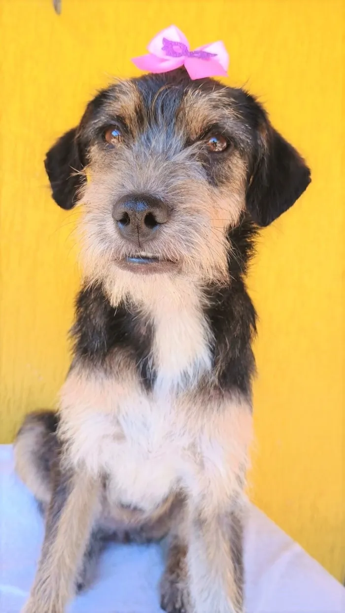 Cachorro raça SRD-ViraLata idade 7 a 11 meses nome Brigite 