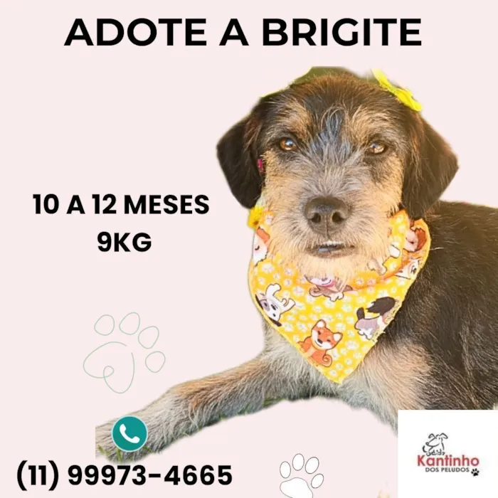 Brigite