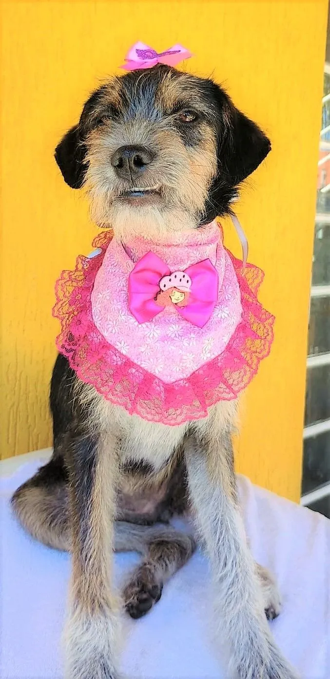 Cachorro raça SRD-ViraLata idade 7 a 11 meses nome Brigite 