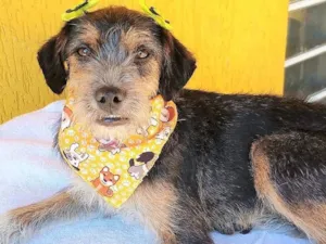 Cachorro raça SRD-ViraLata idade 7 a 11 meses nome Brigite 