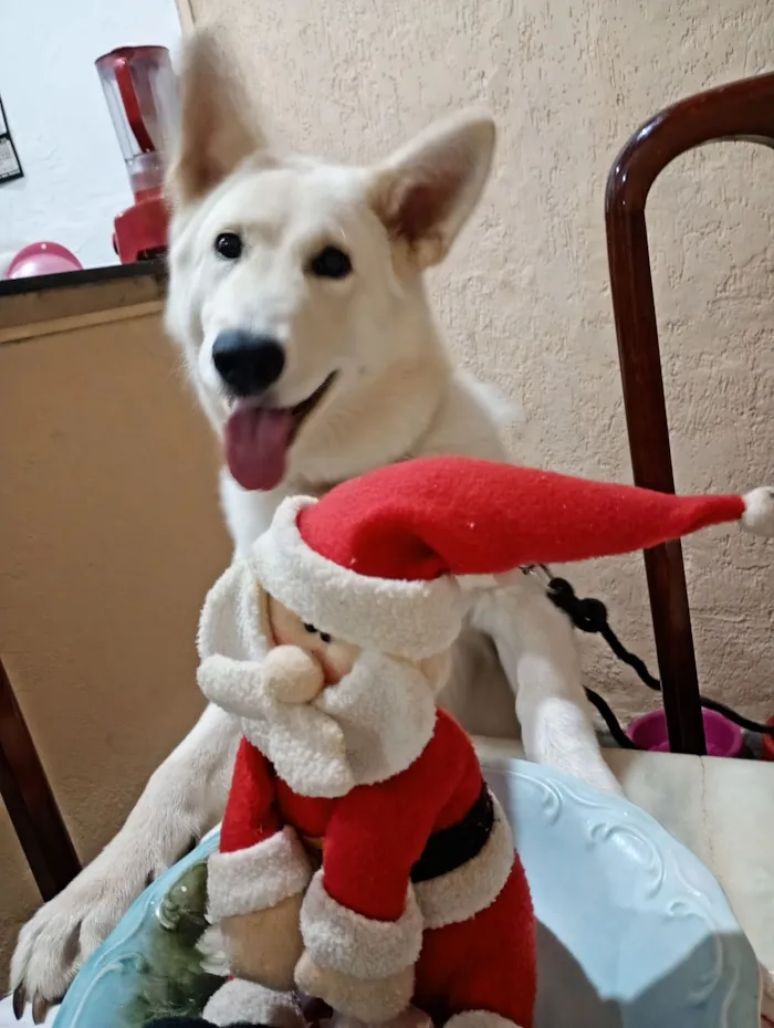 Cachorro raça Pastor Alemão idade 7 a 11 meses nome Kitanna 