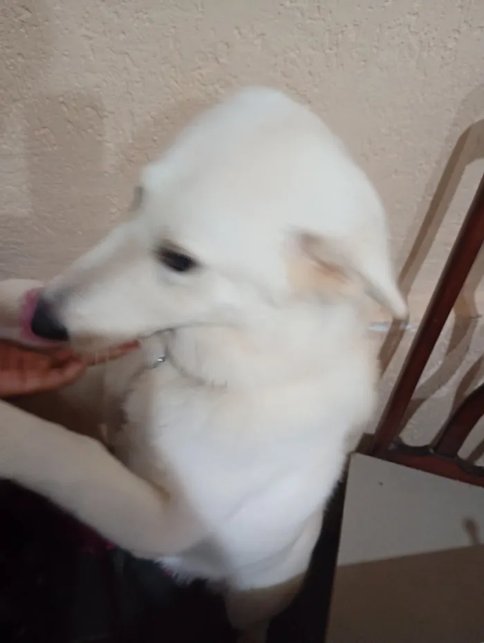 Cachorro raça Pastor Alemão idade 7 a 11 meses nome Kitanna 