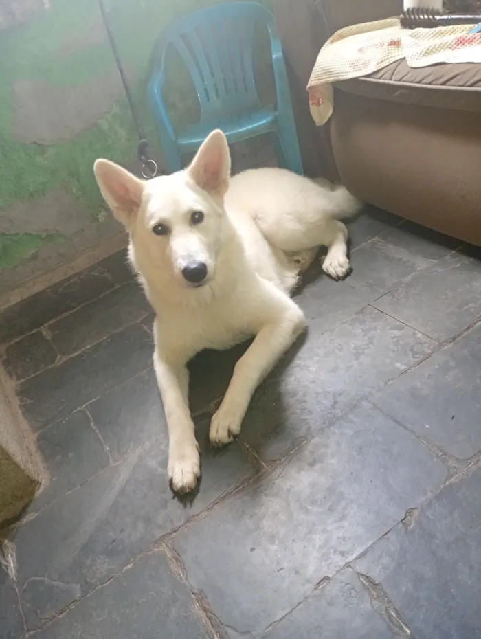 Cachorro raça Pastor Alemão idade 7 a 11 meses nome Kitanna 