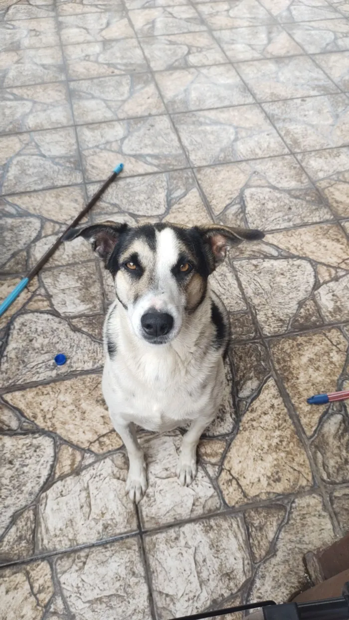 Cachorro raça SRD-ViraLata idade 4 anos nome Spike 