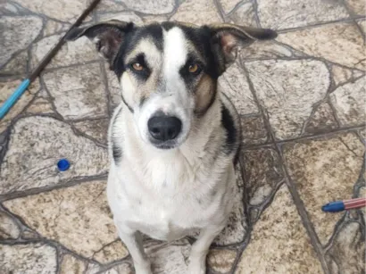 Cachorro raça SRD-ViraLata idade 4 anos nome Spike 