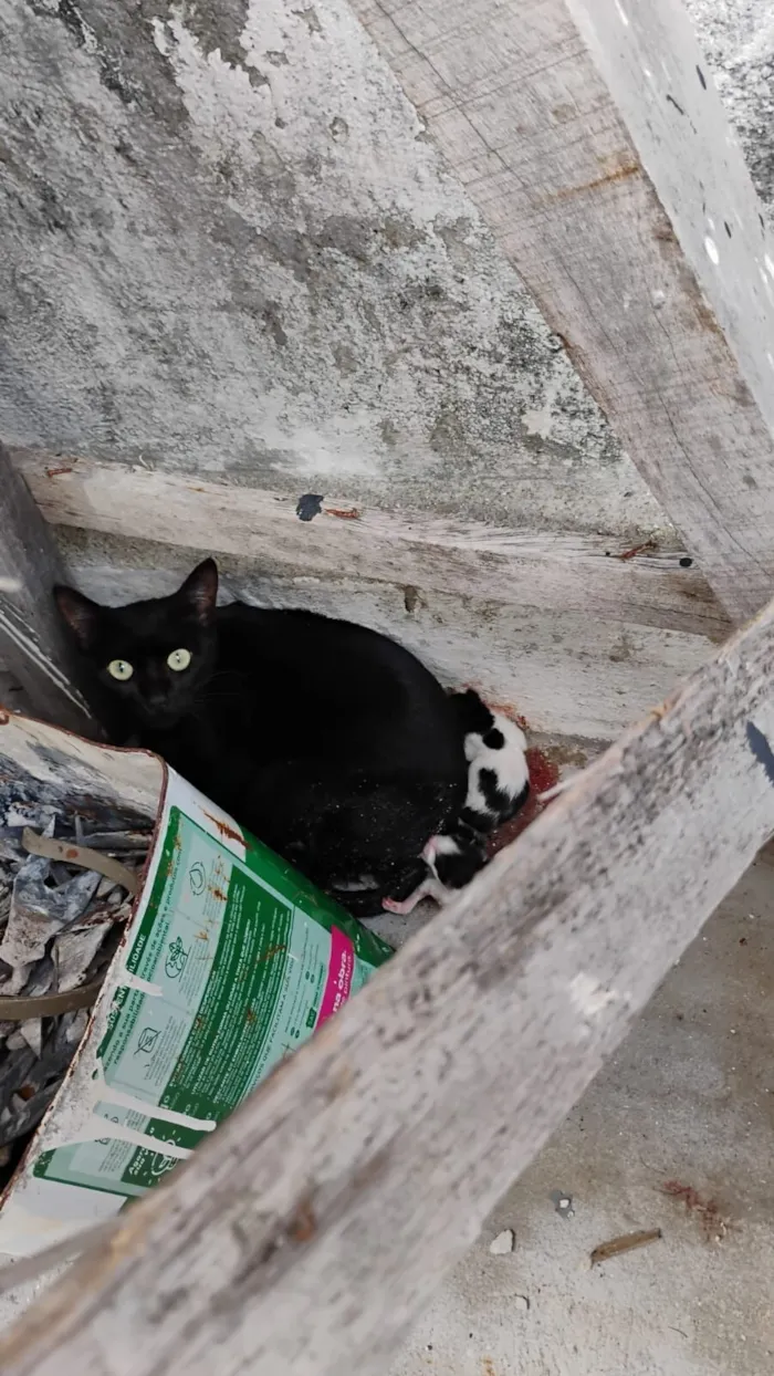 Gato raça SRD-ViraLata idade 2 a 6 meses nome SEM NOME