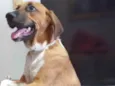 Cachorro raça SRD-ViraLata idade 2 a 6 meses nome RUF