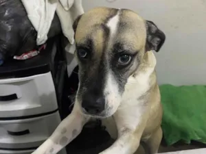 Cachorro raça Labrador idade 3 anos nome Maya