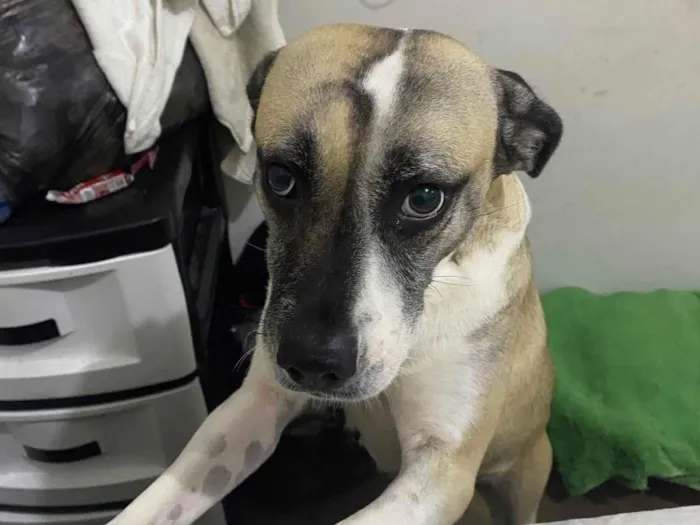 Cachorro raça Labrador idade 3 anos nome Maya