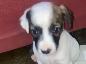 Cachorro raça Labrador idade Abaixo de 2 meses nome Tom