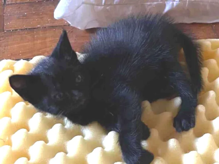 Gato raça SRD-ViraLata idade Abaixo de 2 meses nome Cascudo