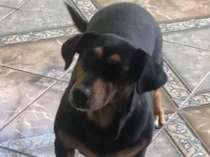 Cachorro raça Basset-Cofap idade 6 ou mais anos nome Bel