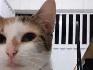 Gato raça SRD-ViraLata idade 4 anos nome Peróla
