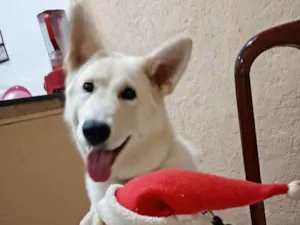 Cachorro raça Pastor Alemão idade 7 a 11 meses nome Kitanna 