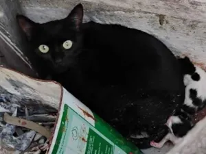 Gato raça SRD-ViraLata idade 2 a 6 meses nome SEM NOME