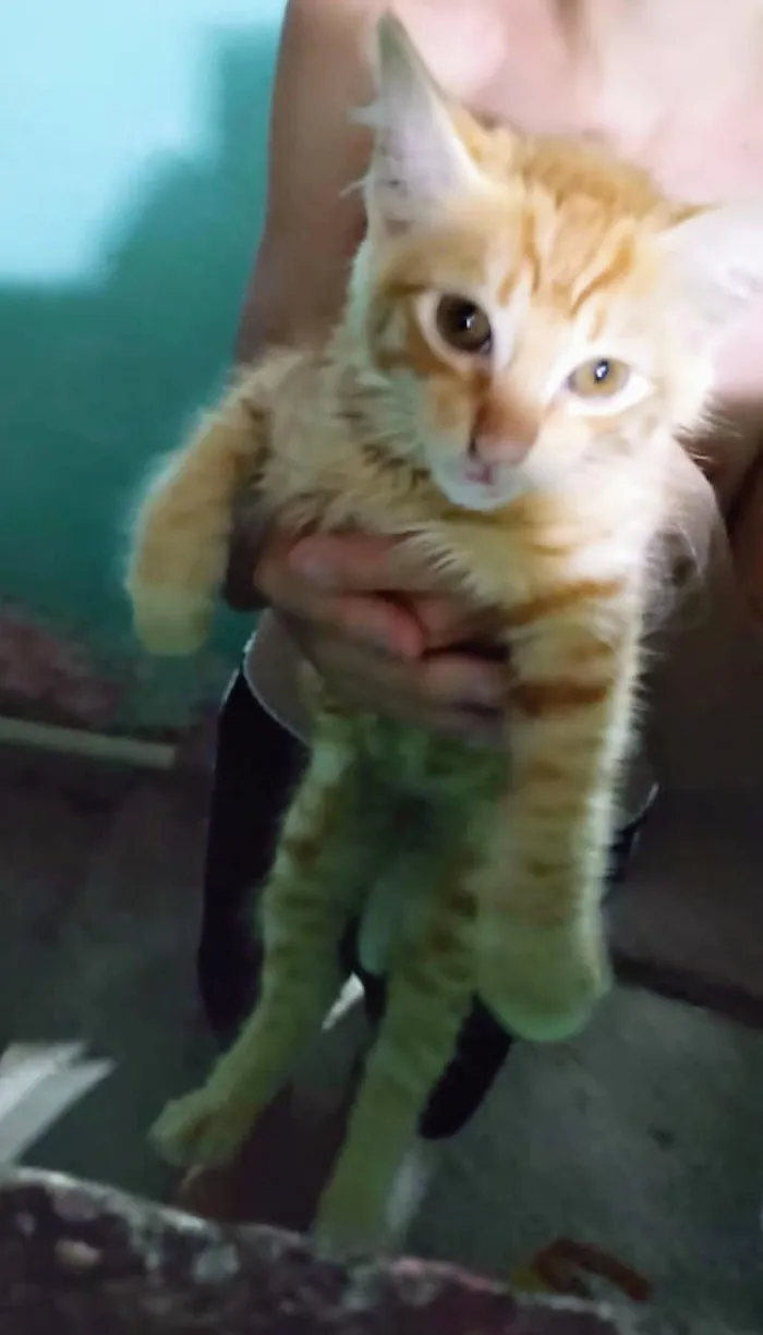 Gato raça SRD-ViraLata idade 2 a 6 meses nome Tchutchuco