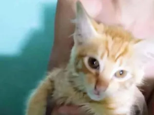 Gato raça SRD-ViraLata idade 2 a 6 meses nome Tchutchuco