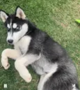 Cachorro raça Husky Siberiano idade 2 a 6 meses nome Snop