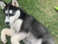 Cachorro raça Husky Siberiano idade 2 a 6 meses nome Snop